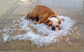 dog in ice bath